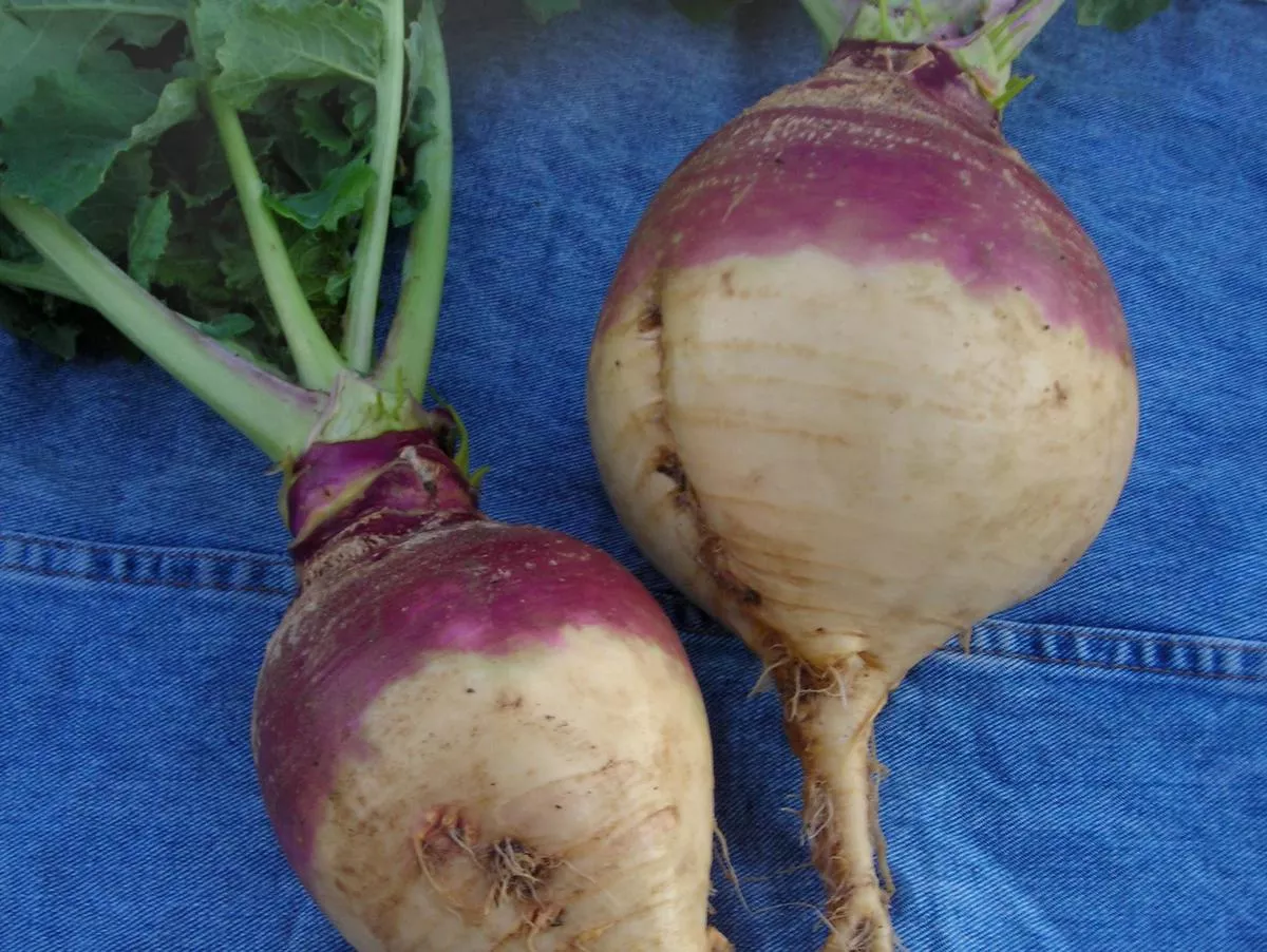 American Purple Top Yellow Rutabaga