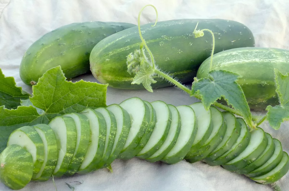 Ashley Cucumber