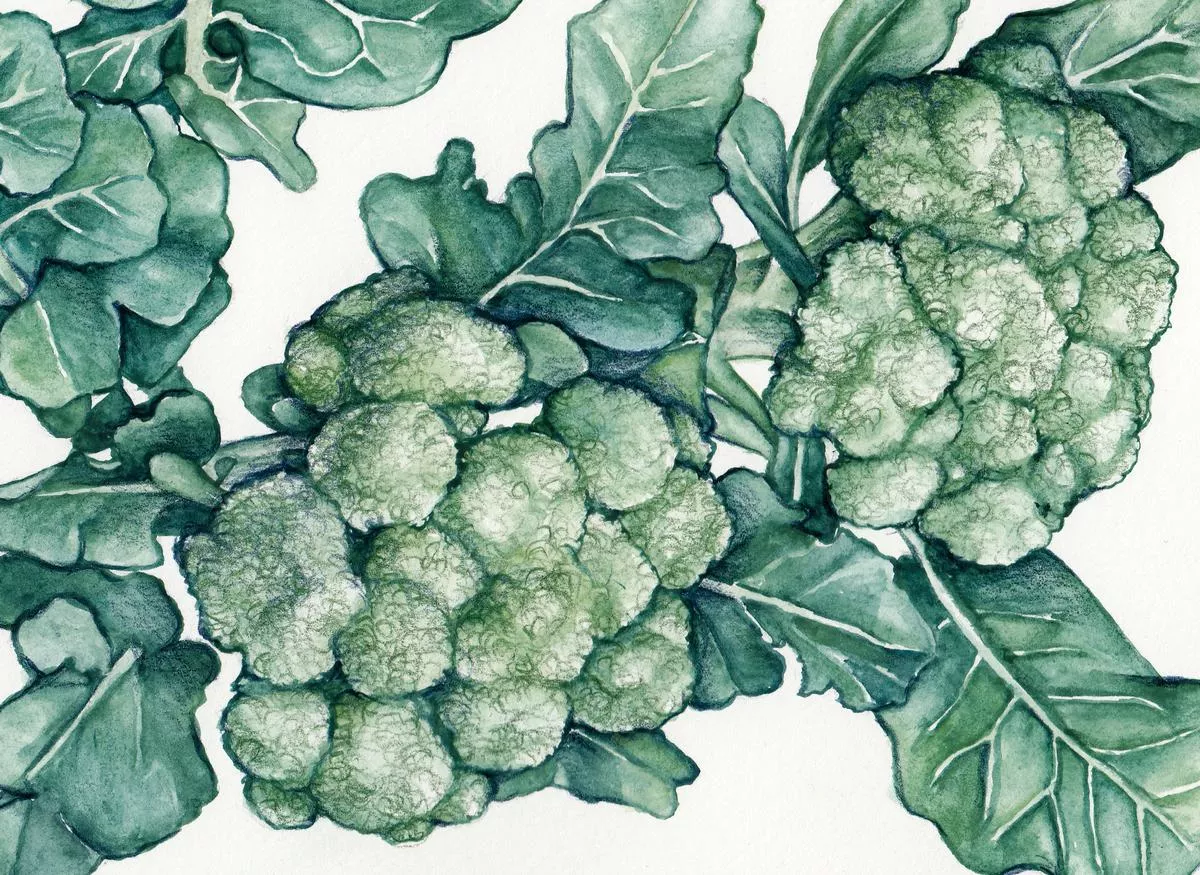 Calabrese (Ital. Green Sprouting)