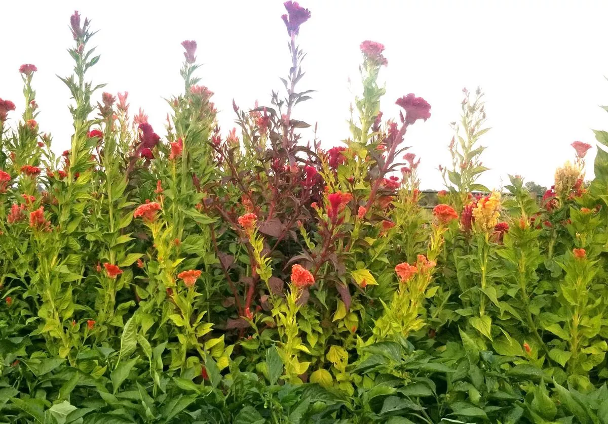Celosia, Tall Menagerie Mix