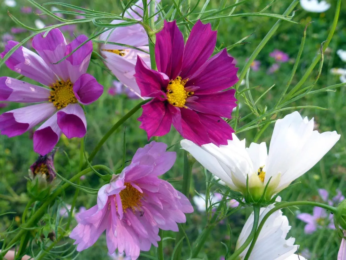 Cosmos, Sea Shells Mix