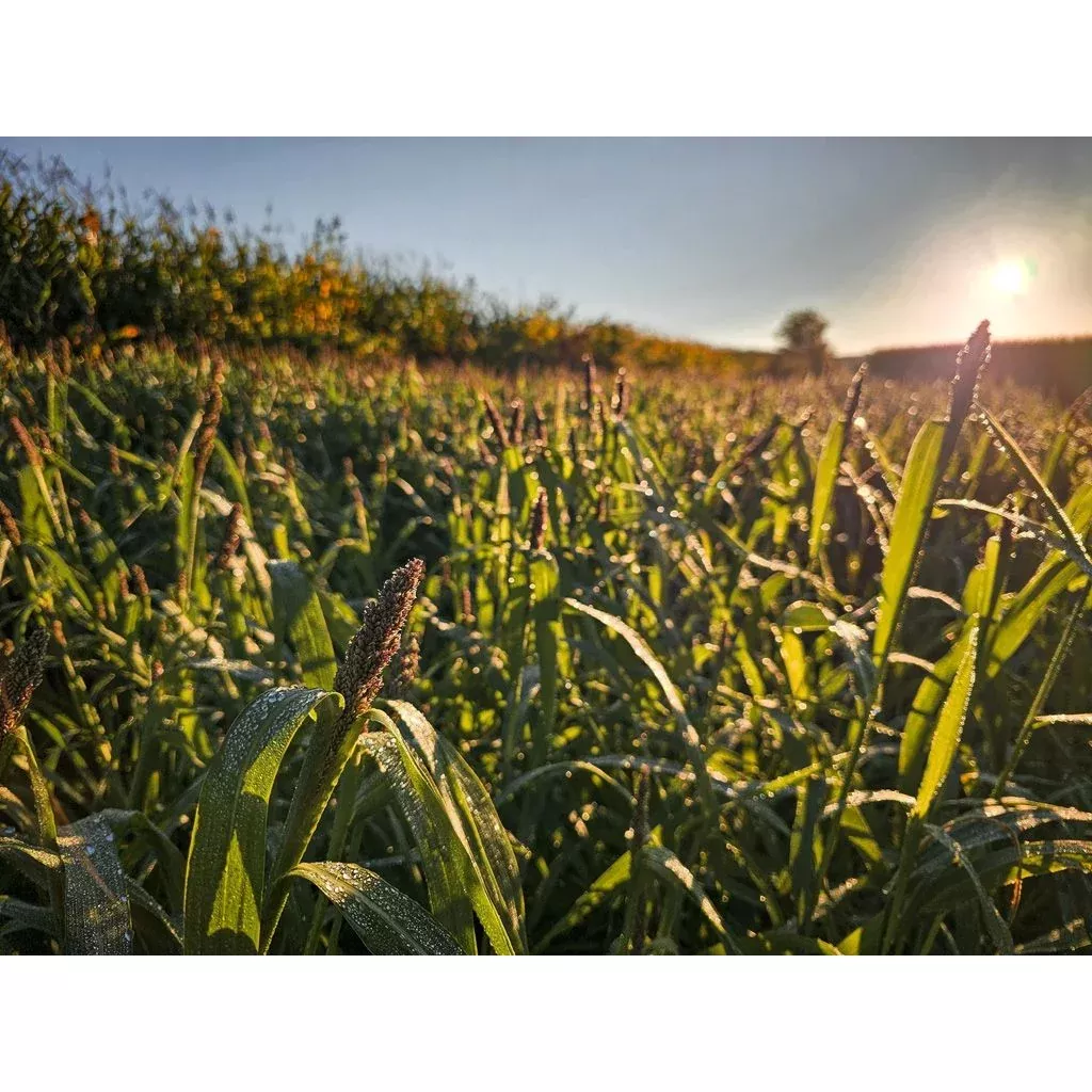 Domain Landing Strip Seed – 1/4 Acre