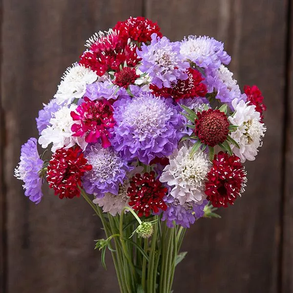 Dynamic Mix Scabiosa