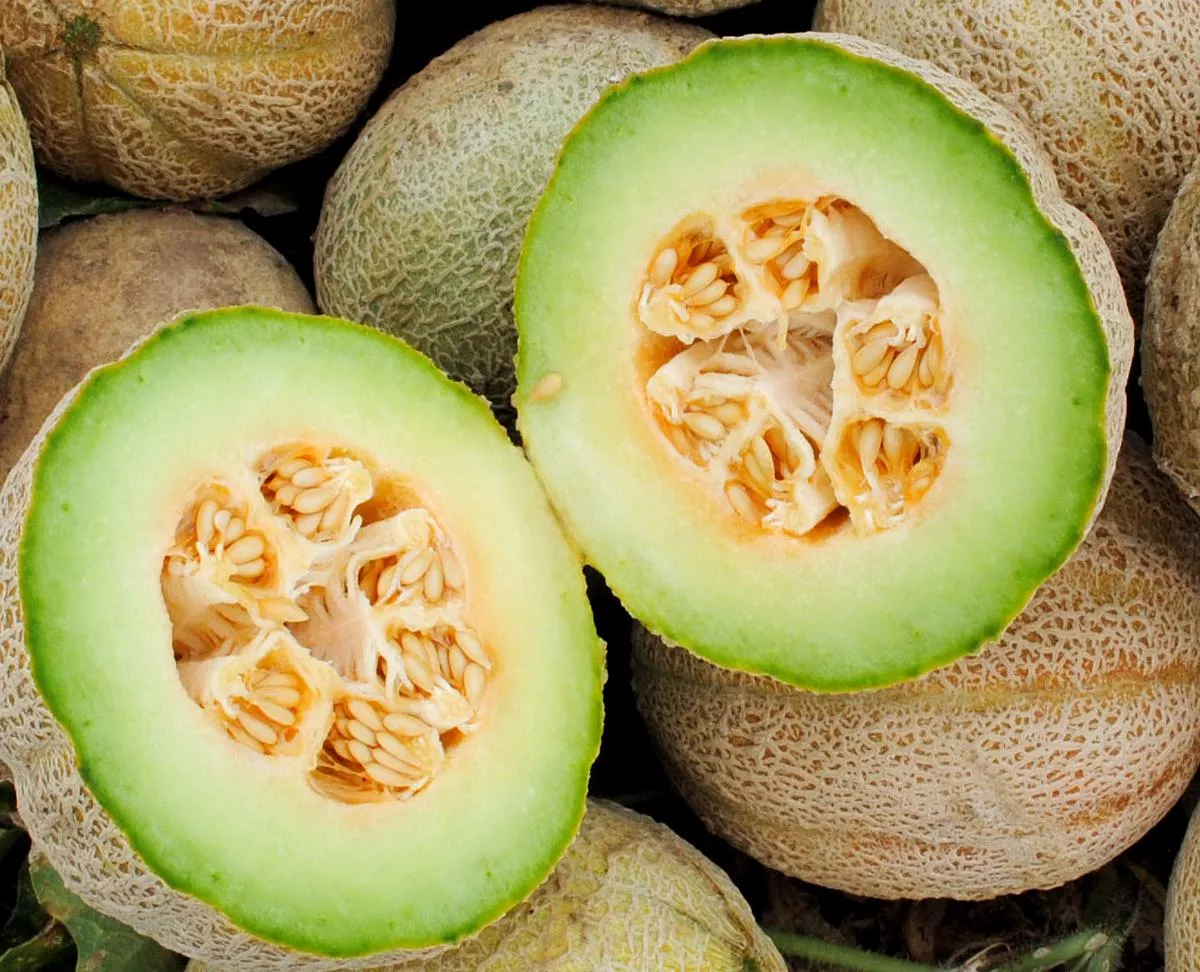 Eden Gem (Rocky Ford) Muskmelon