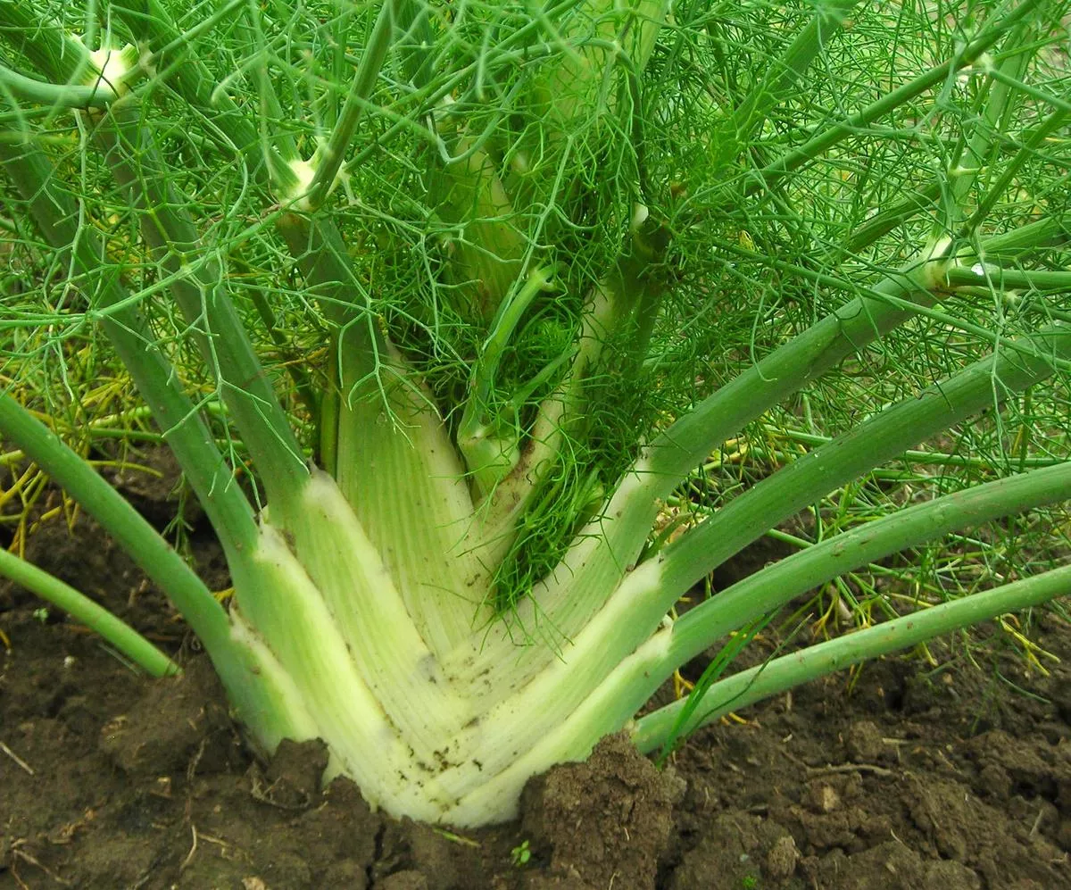 Fennel, Florence
