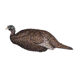 Flextone Thunder Chick™ Breeder Decoy