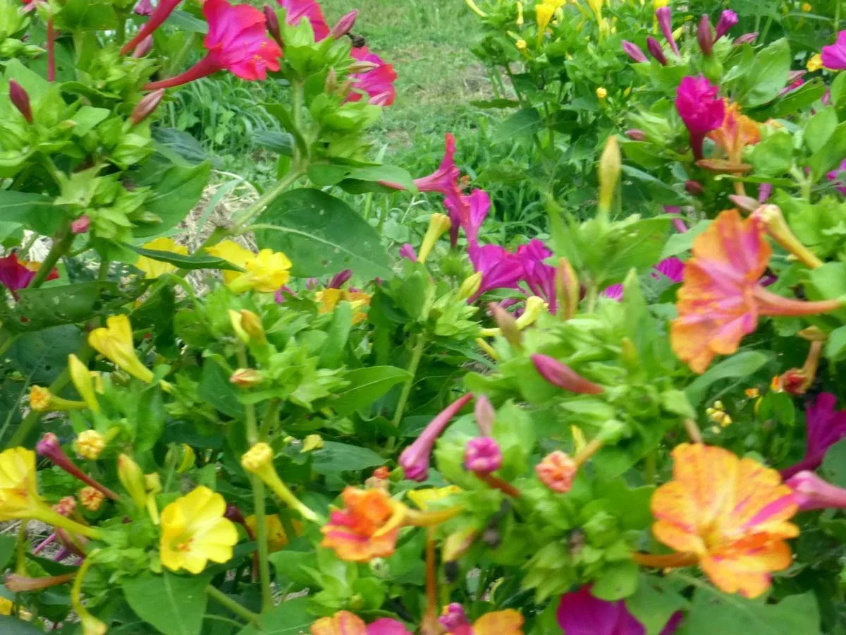 Four O’Clocks, Don Pedros Mixed Colors