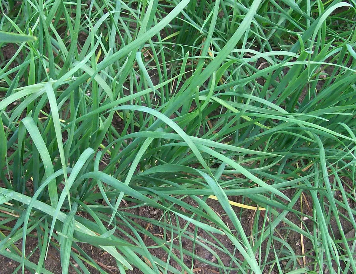 Garlic Chives (Chinese Leeks, Chinese Chives)