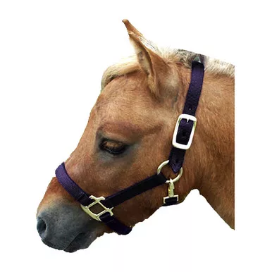 INTREPID INTERNATIONAL Miniature Horse Nylon Halter