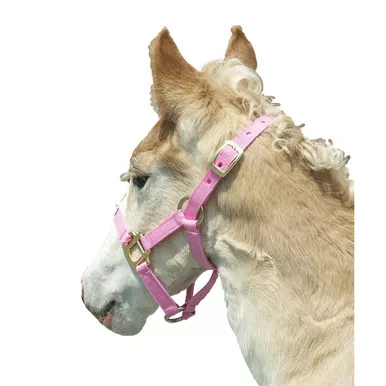 INTREPID INTERNATIONAL Pink Foal Halter (085000FP)