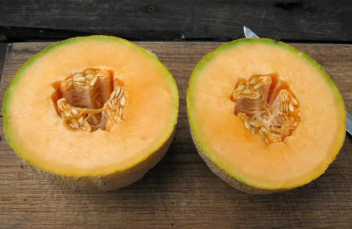 Kansas Muskmelon