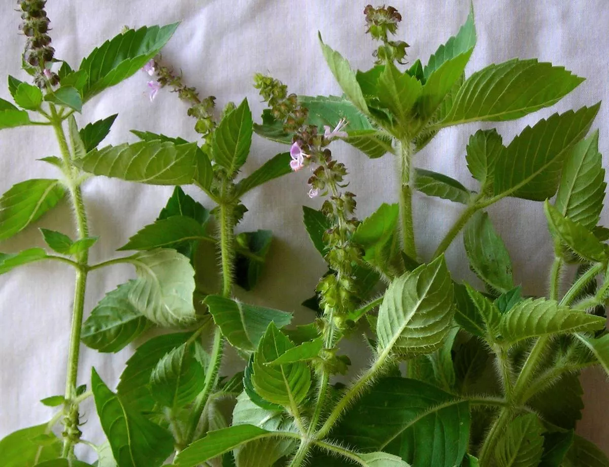 Kapoor Tulsi (Holy Basil)