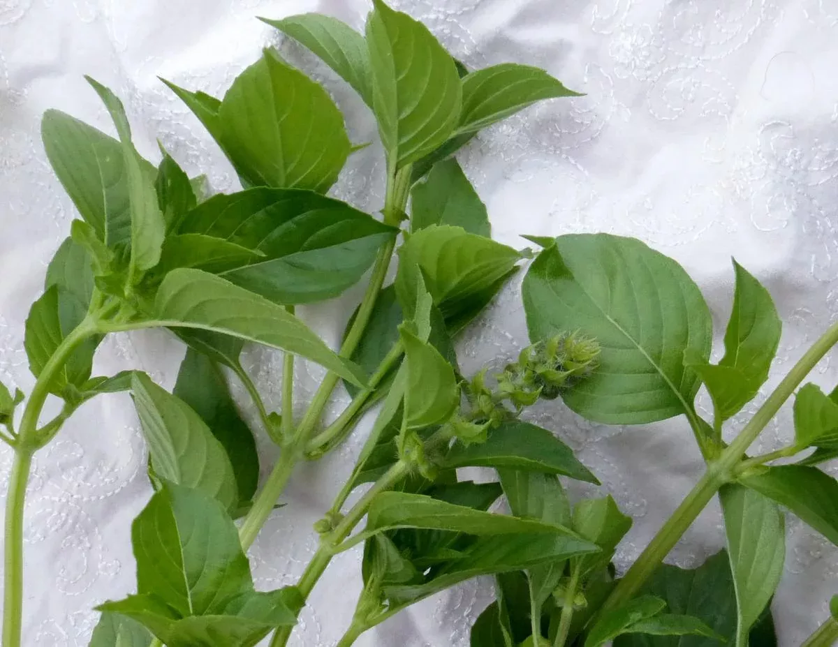 Lemon Cucumber