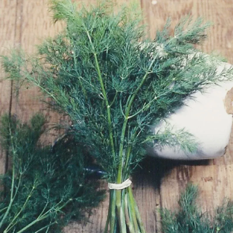 Mammoth Dill