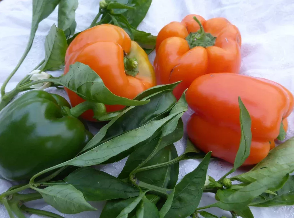 Orange Bell Pepper