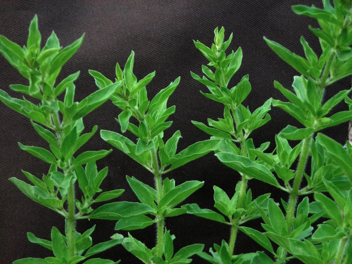 Oregano, Greek