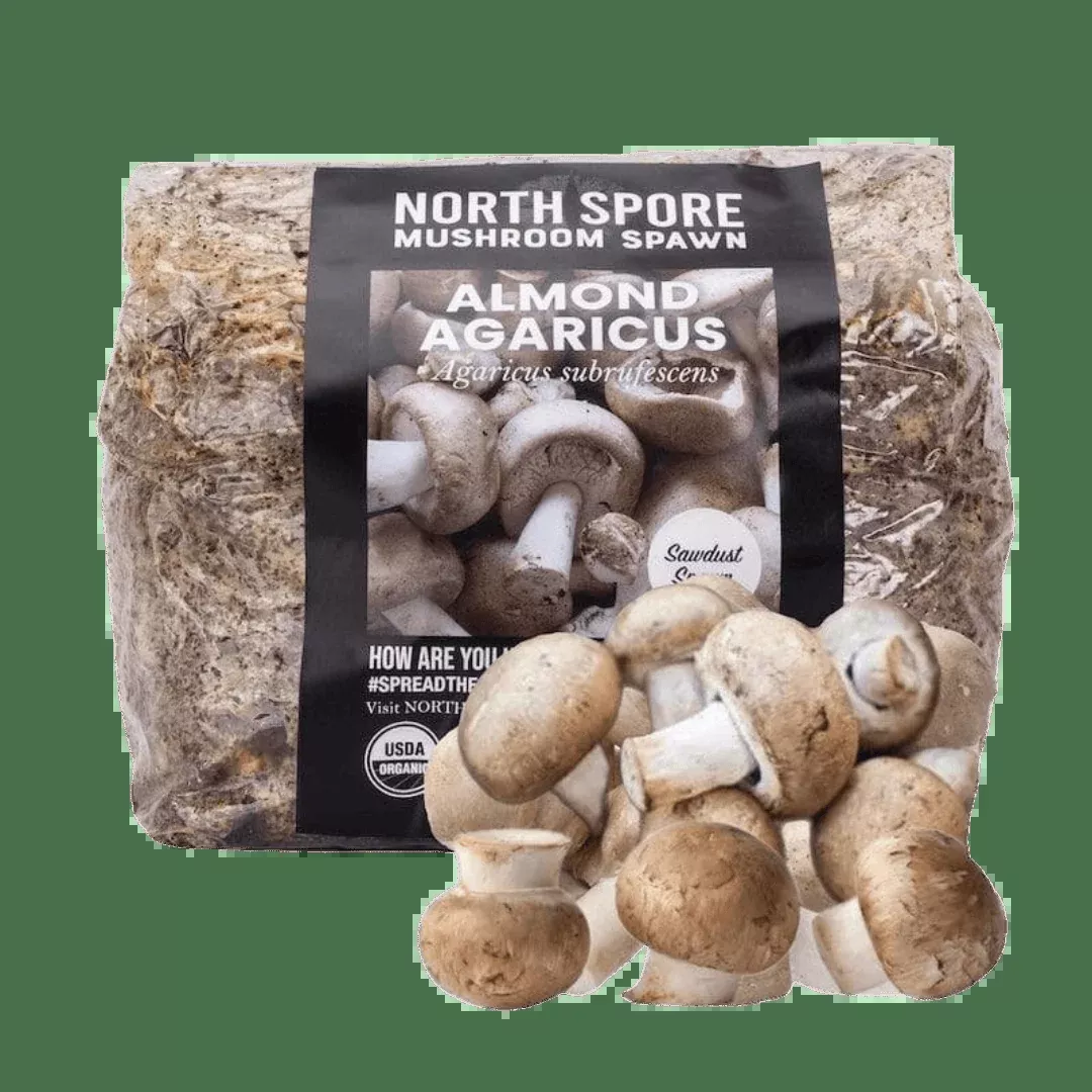 Organic Almond Agaricus Mushroom Sawdust Spawn