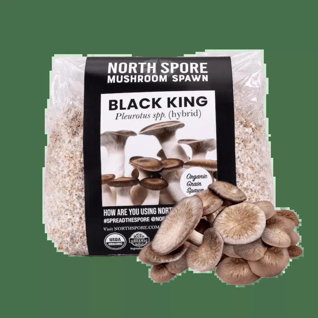 Organic Black King Mushroom Grain Spawn