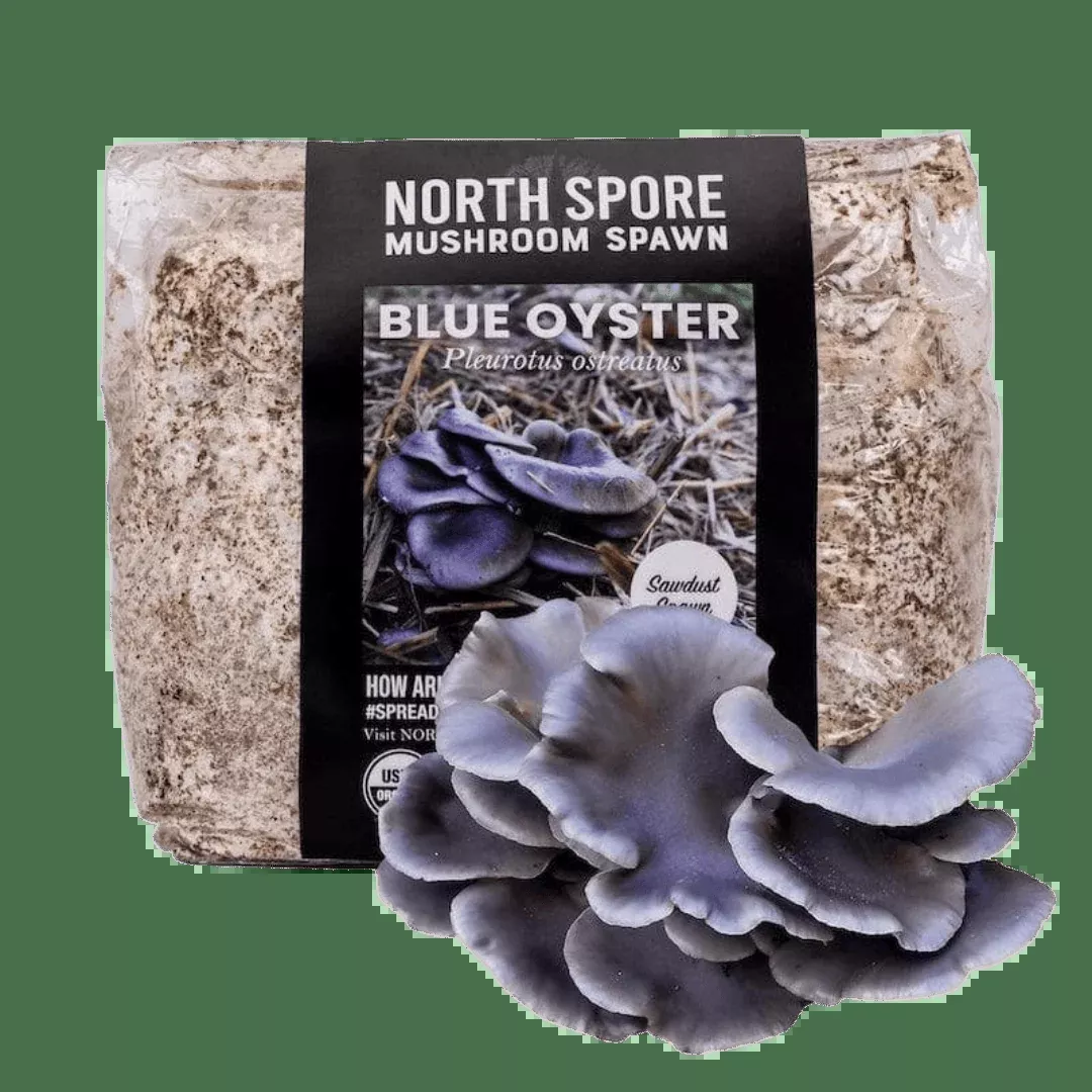 Organic Blue Oyster Mushroom Sawdust Spawn