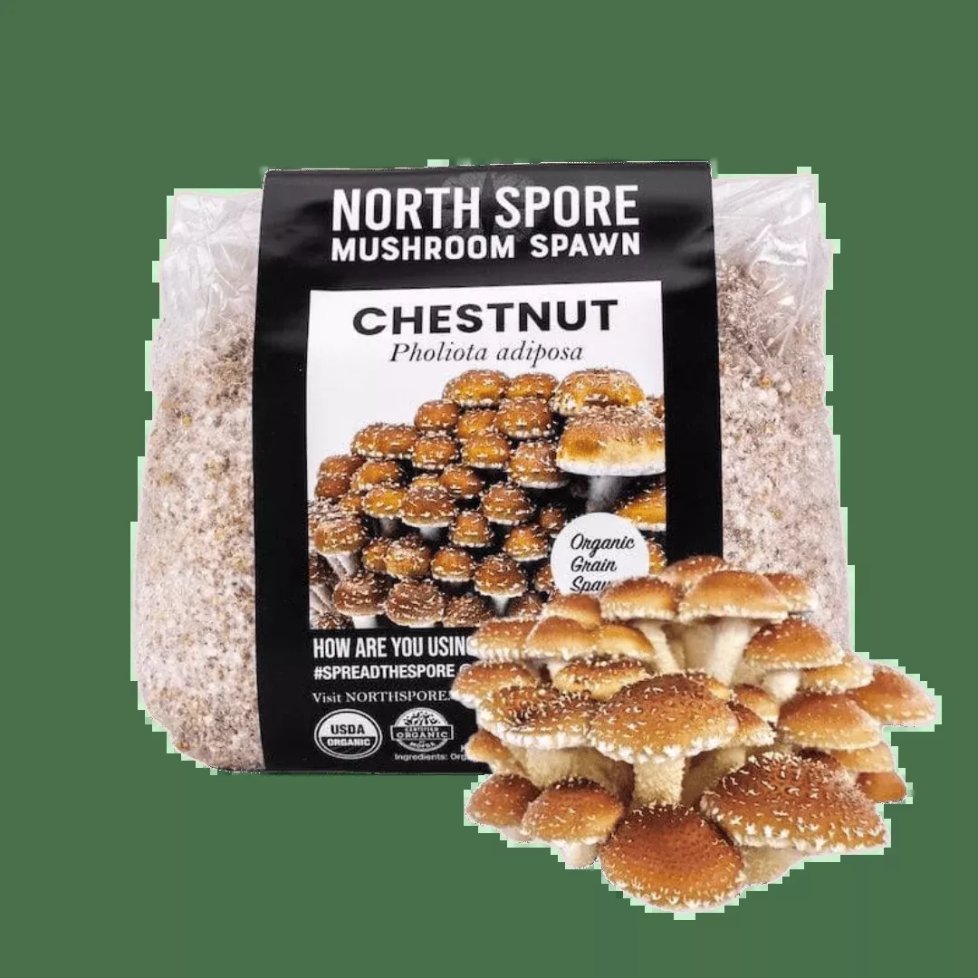 Organic Chestnut Mushroom Grain Spawn