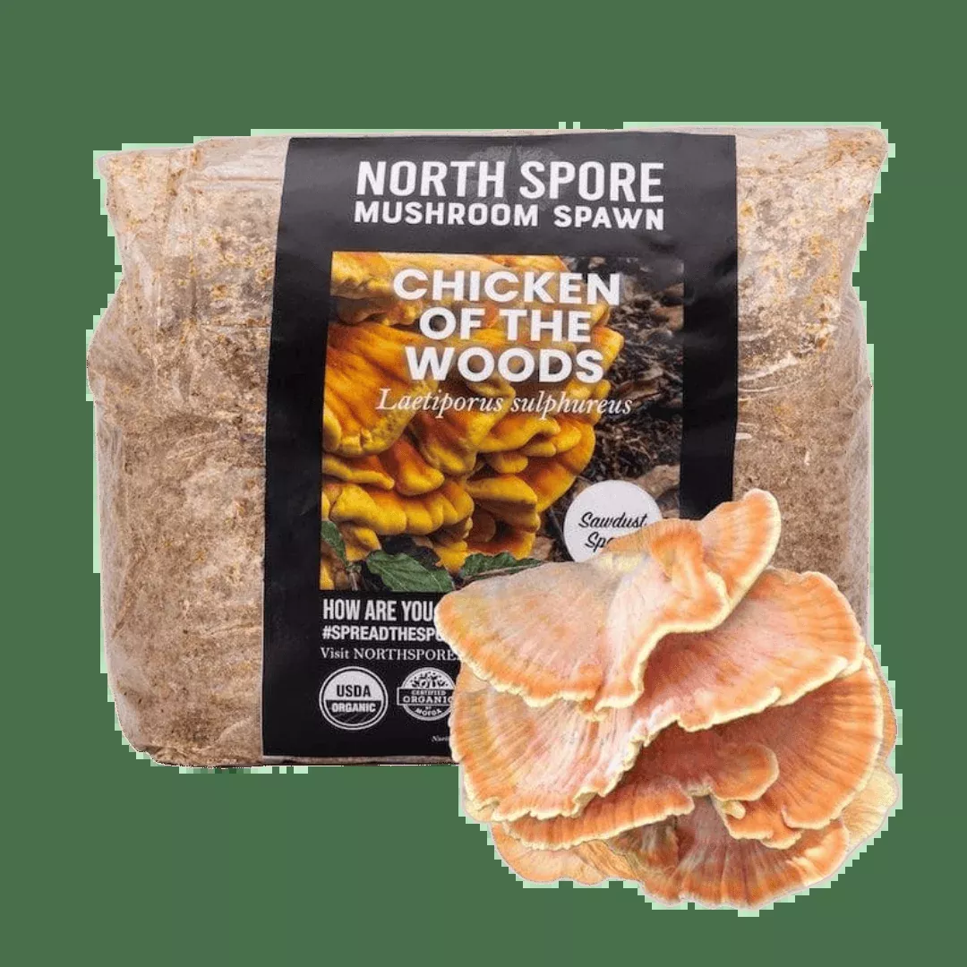 Organic Chicken of the Woods Sawdust Spawn