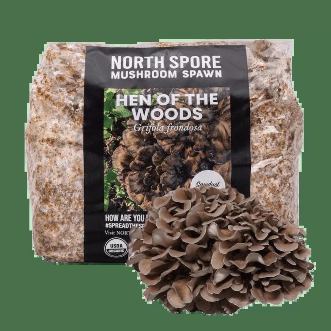 Organic Hen of the Woods (Maitake) Mushroom Sawdust Spawn