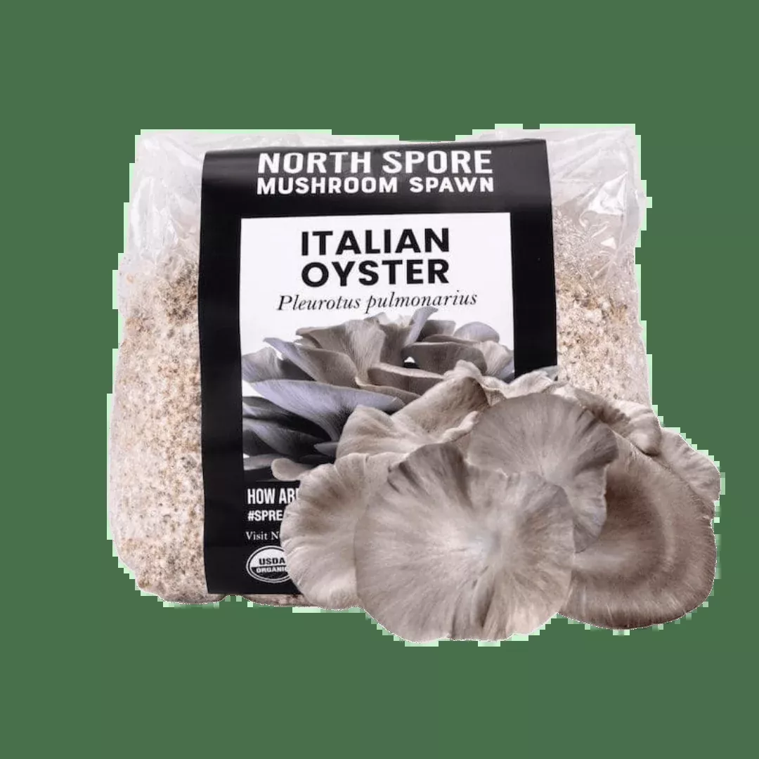 Organic Italian Oyster Mushroom Grain Spawn
