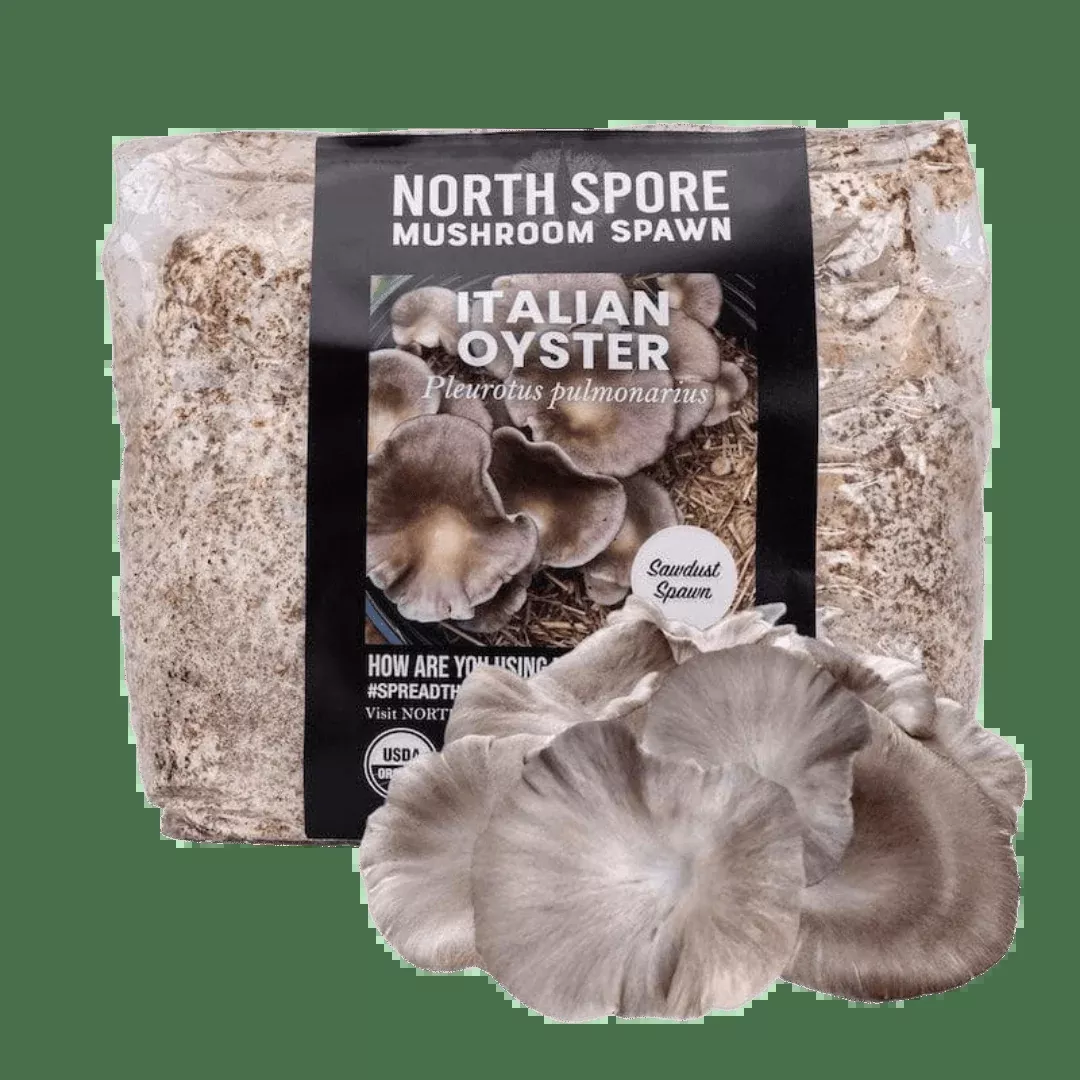 Organic Italian Oyster Mushroom Sawdust Spawn