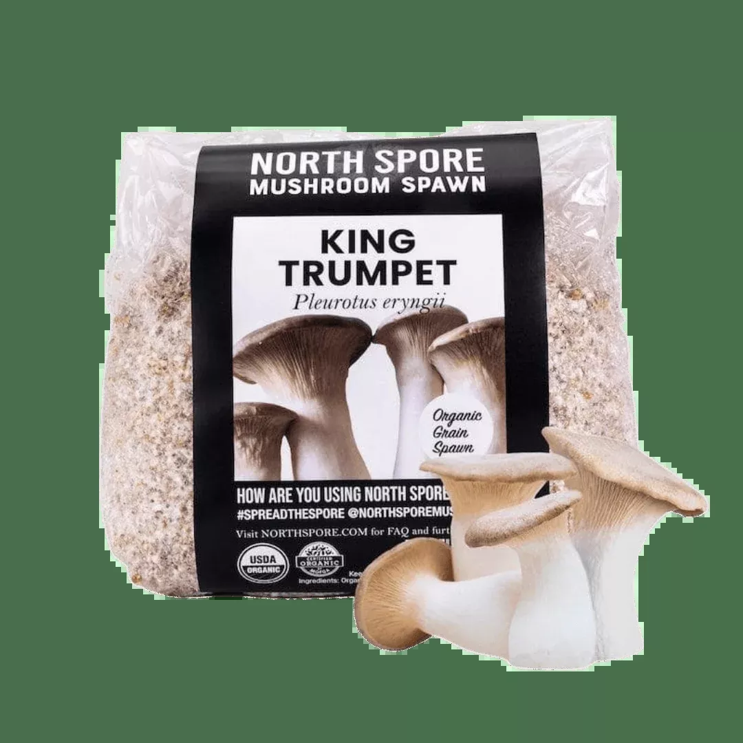 Organic King Trumpet Mushroom Grain Spawn
