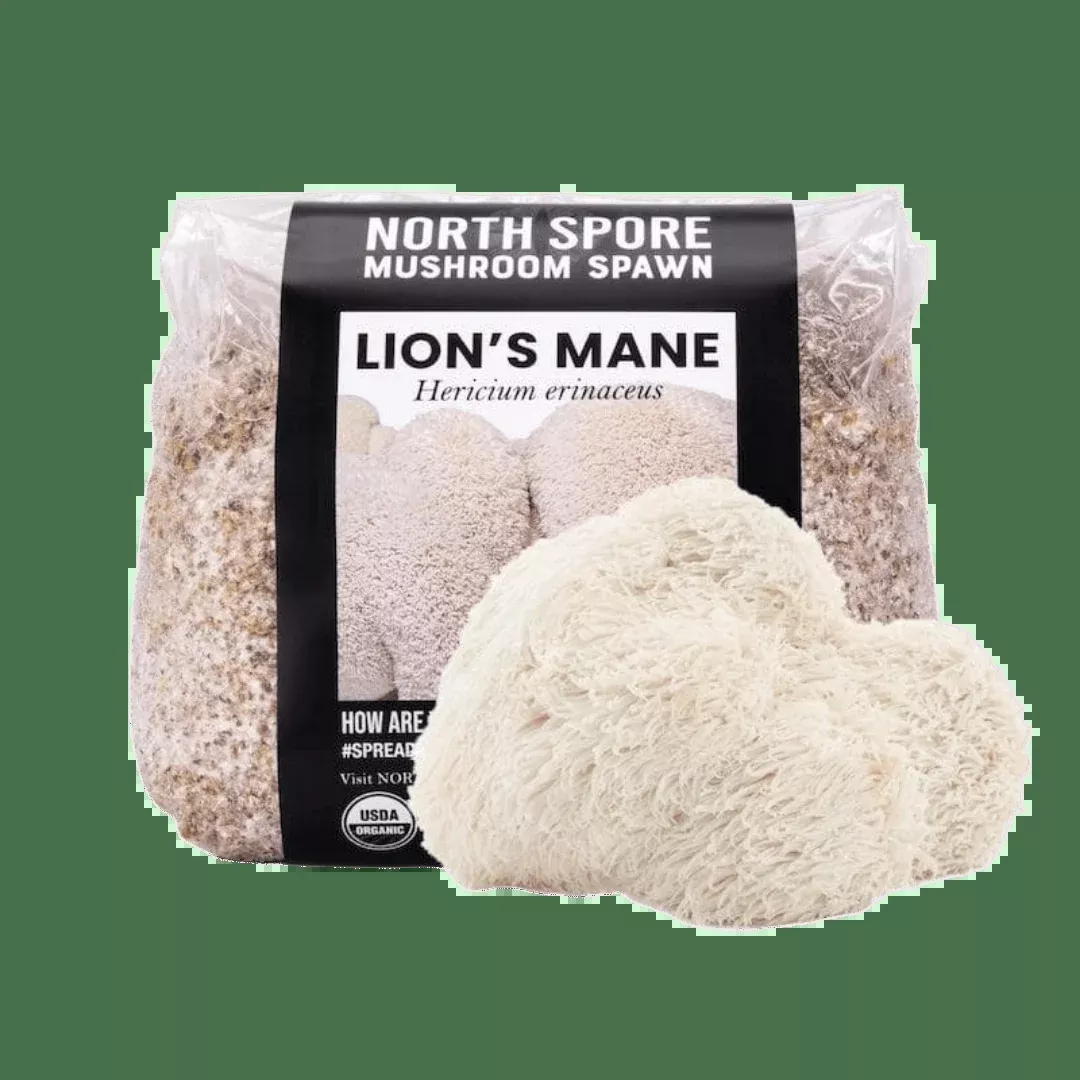 Organic Lion’s Mane Mushroom Grain Spawn