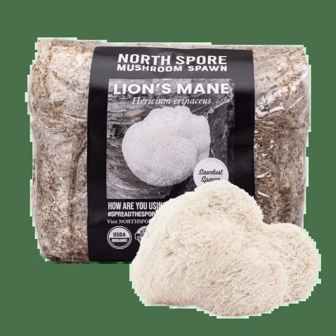 Organic Lion’s Mane Mushroom Sawdust Spawn