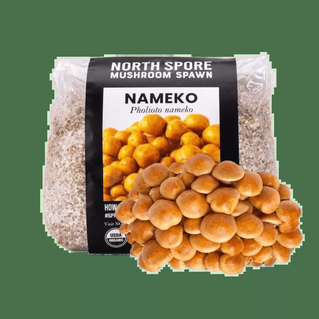 Organic Nameko Mushroom Grain Spawn