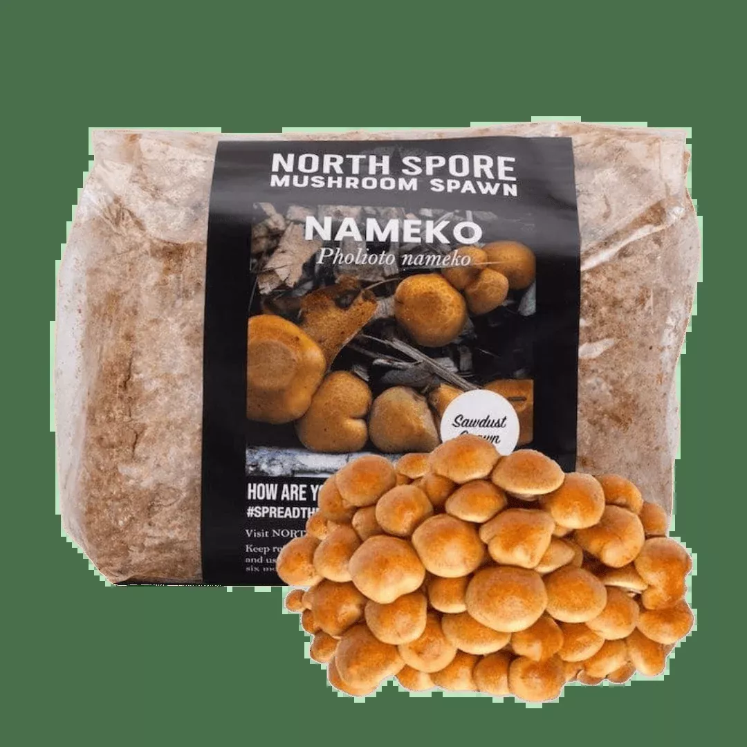 Organic Nameko Mushroom Sawdust Spawn