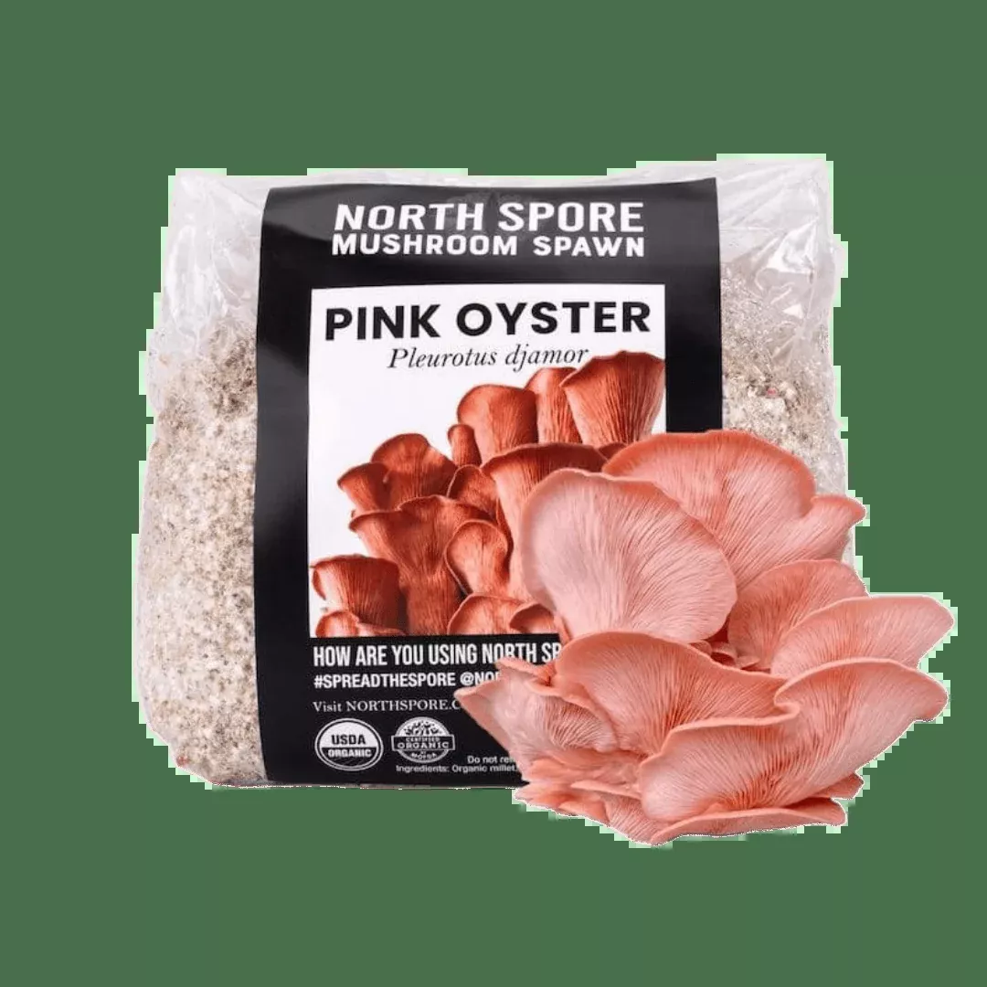 Organic Pink Oyster Mushroom Grain Spawn