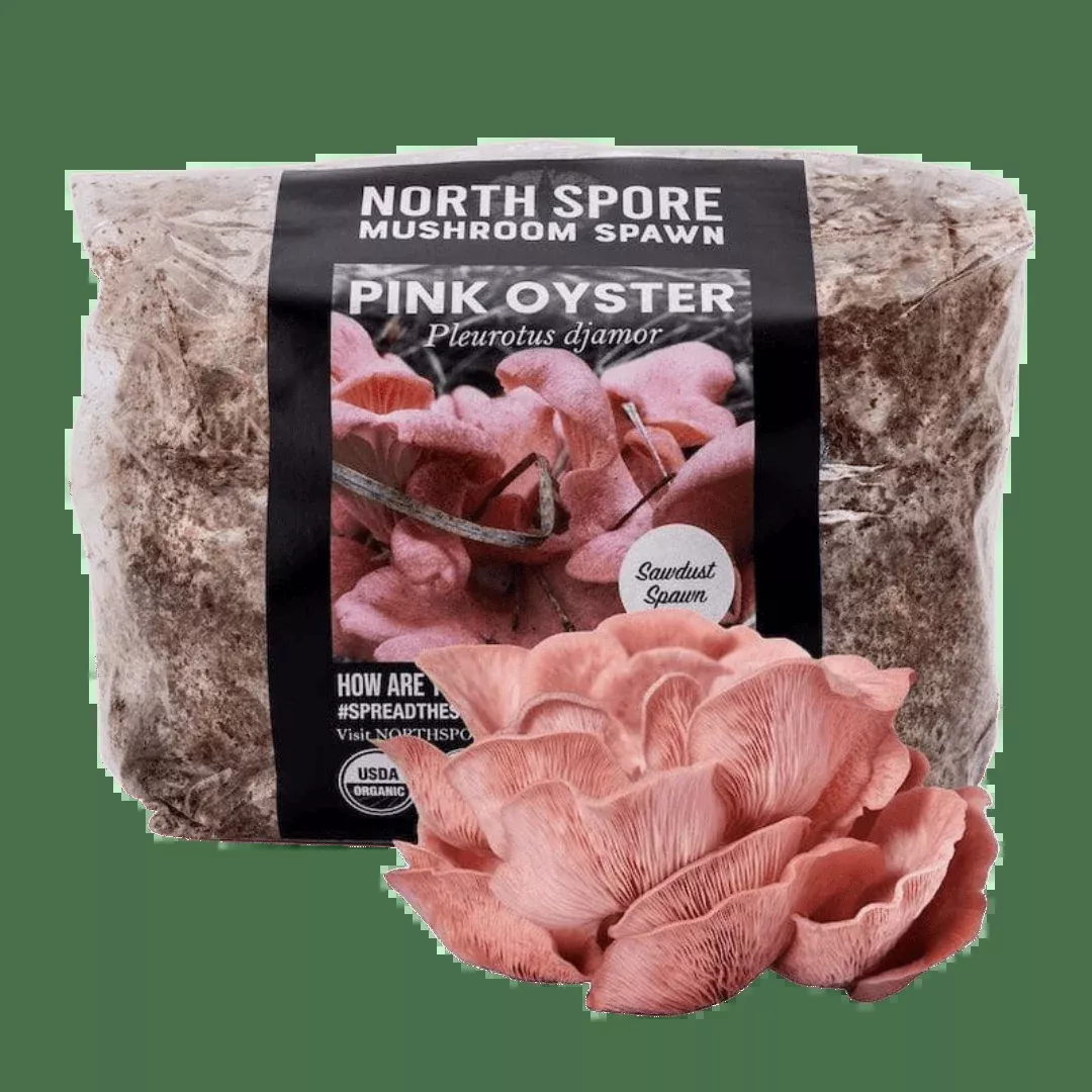 Organic Pink Oyster Mushroom Sawdust Spawn