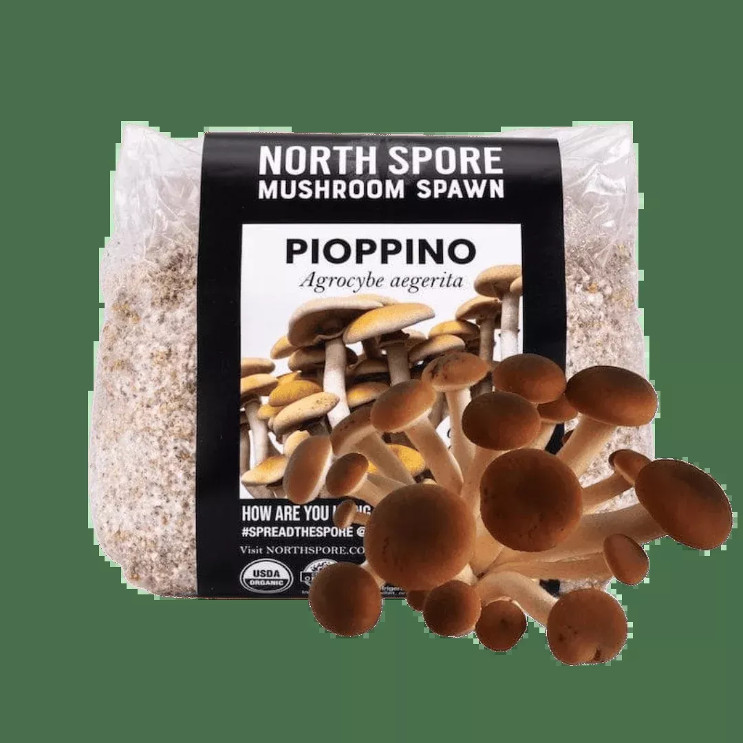 Organic Pioppino Mushroom Grain Spawn