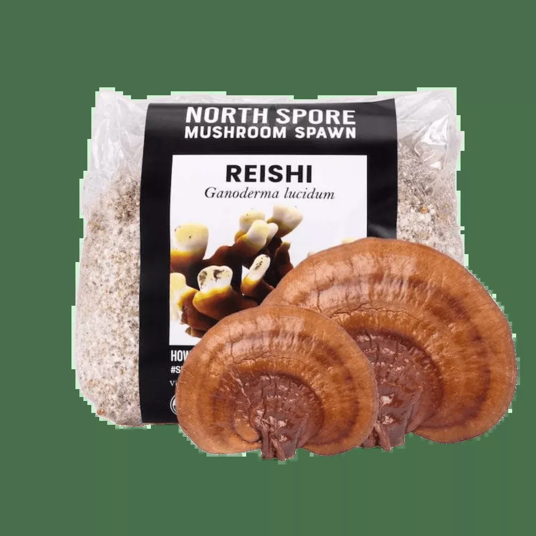 Organic Red Reishi Mushroom Grain Spawn