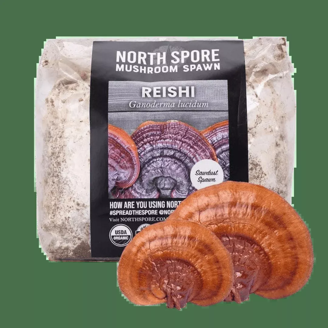Organic Red Reishi Mushroom Sawdust Spawn