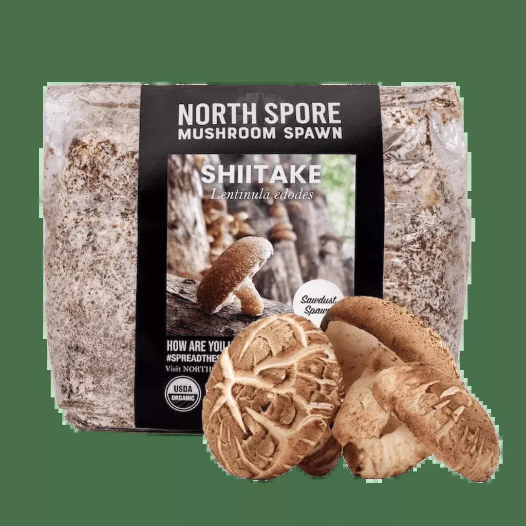 Organic Shiitake Mushroom Sawdust Spawn