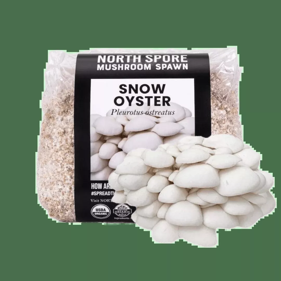 Organic Snow Oyster Mushroom Grain Spawn