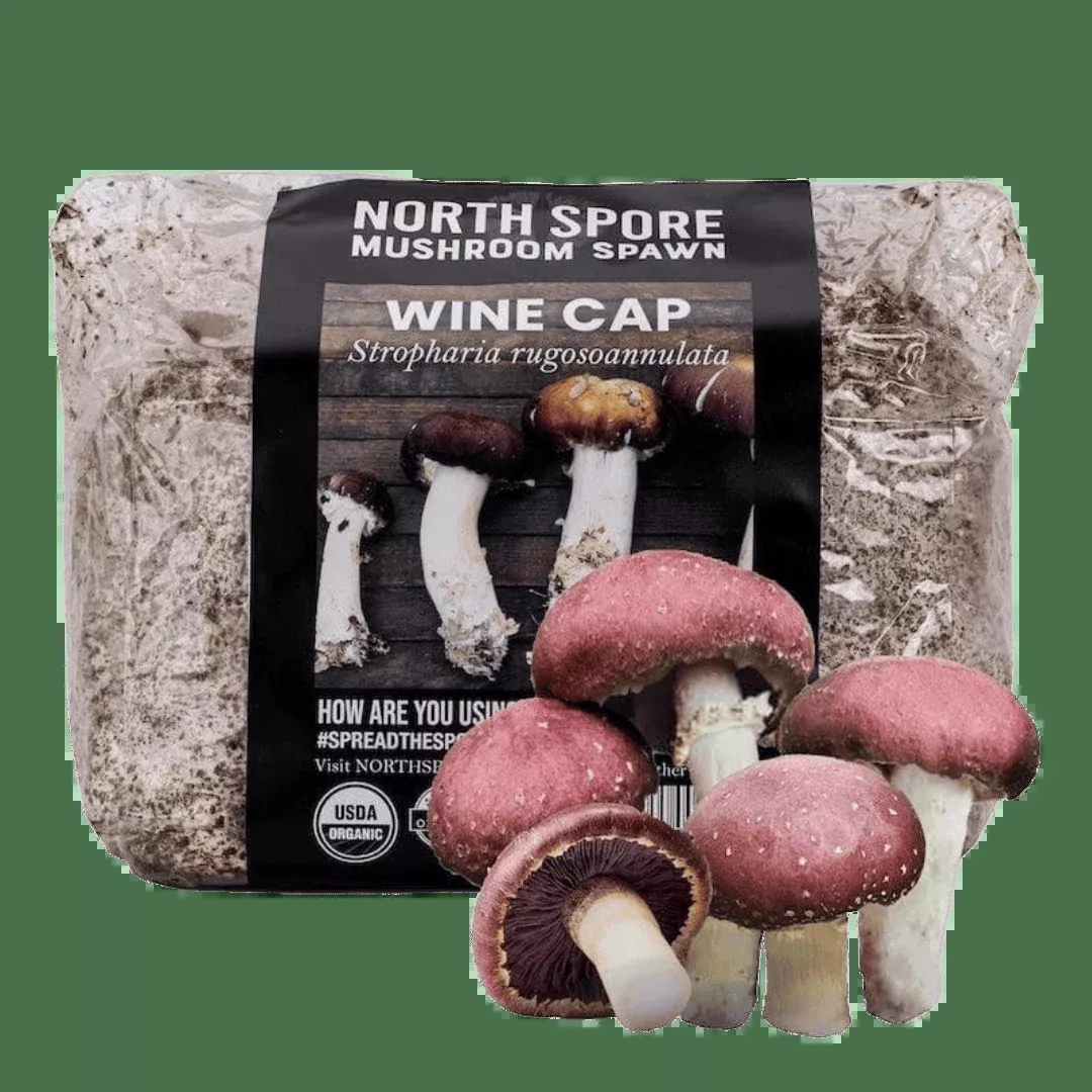 Organic Wine Cap Mushroom Sawdust Spawn