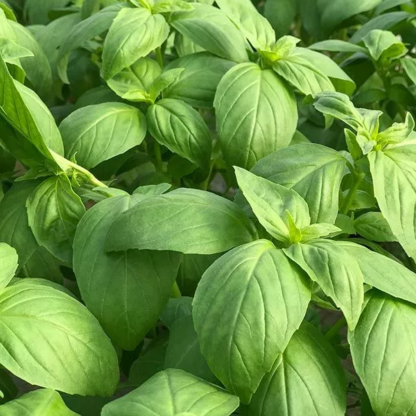 Prospera F1 Basil