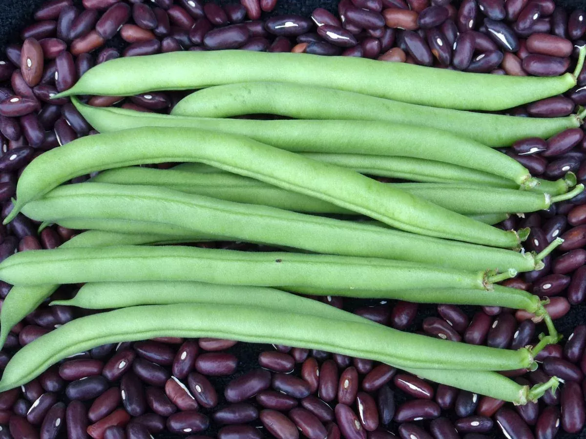 Provider Bush Snap Bean