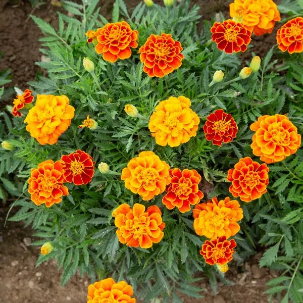 Queen Sophie Marigold
