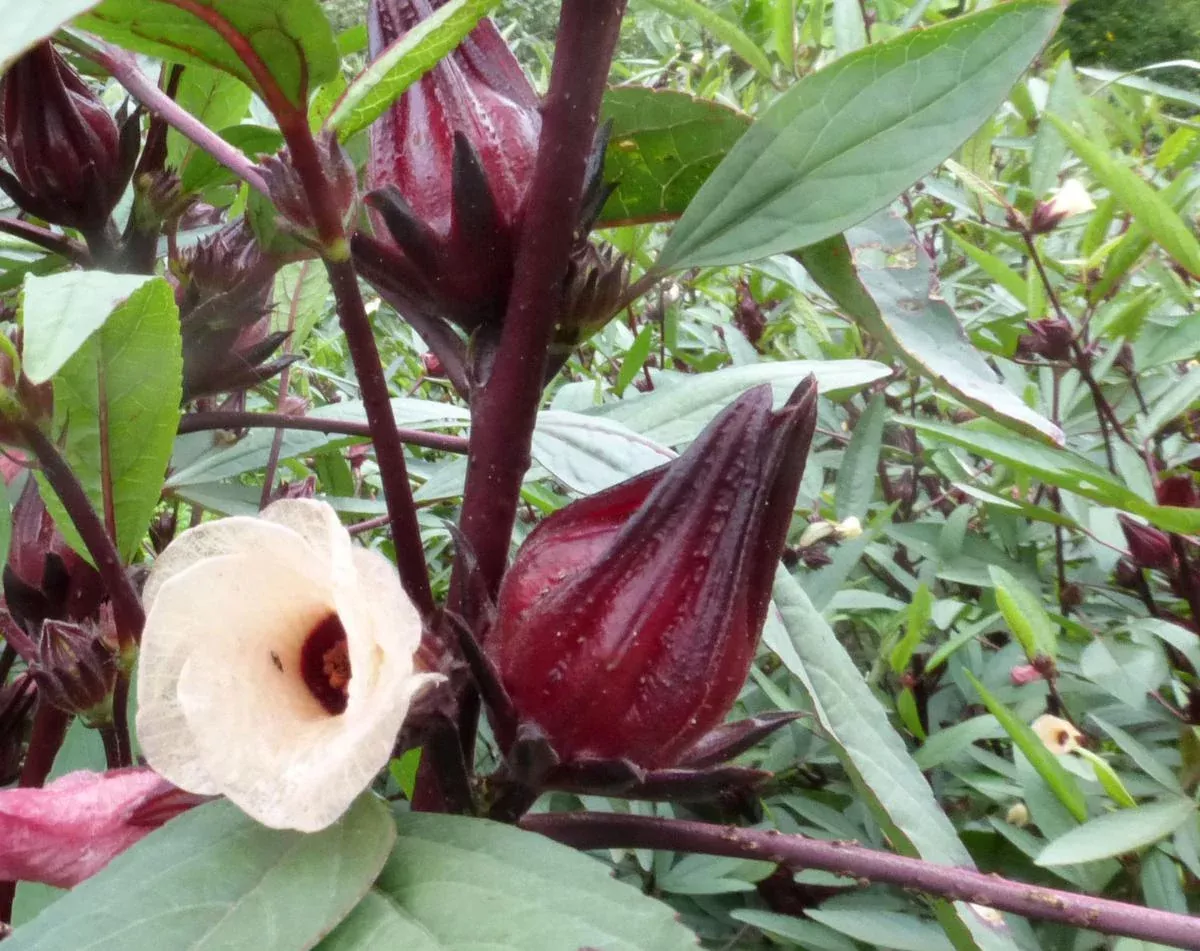 Roselle, Thai Red