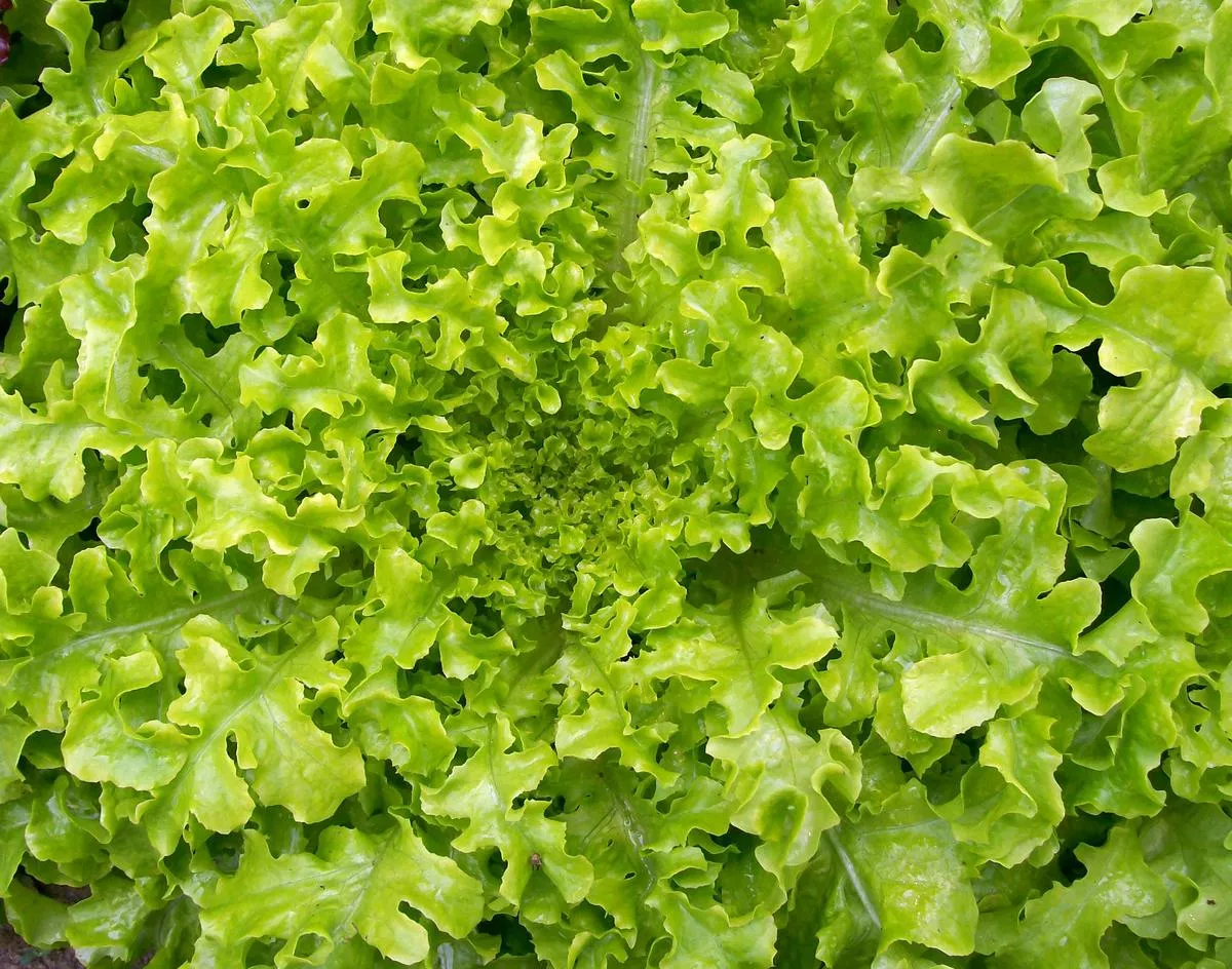 Salad Bowl Looseleaf Lettuce