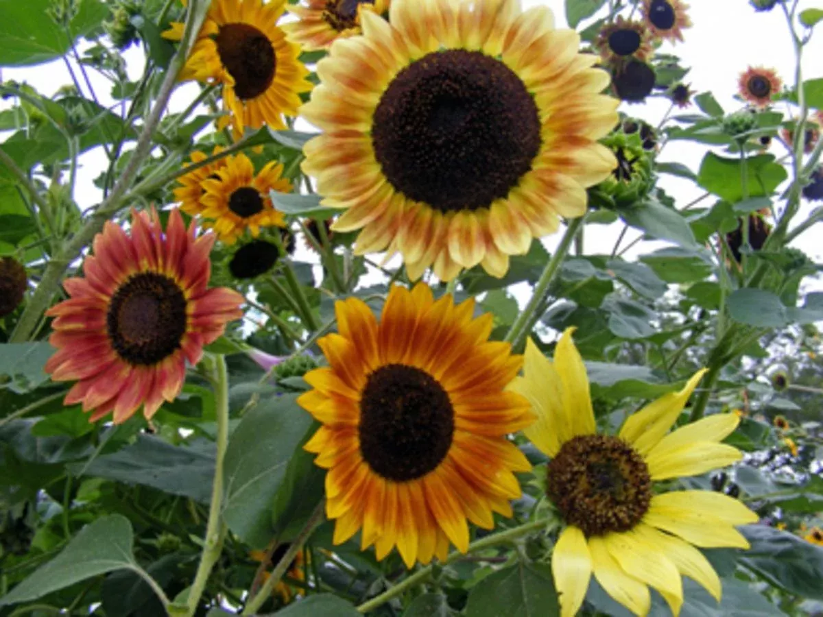 Selma Suns Sunflower