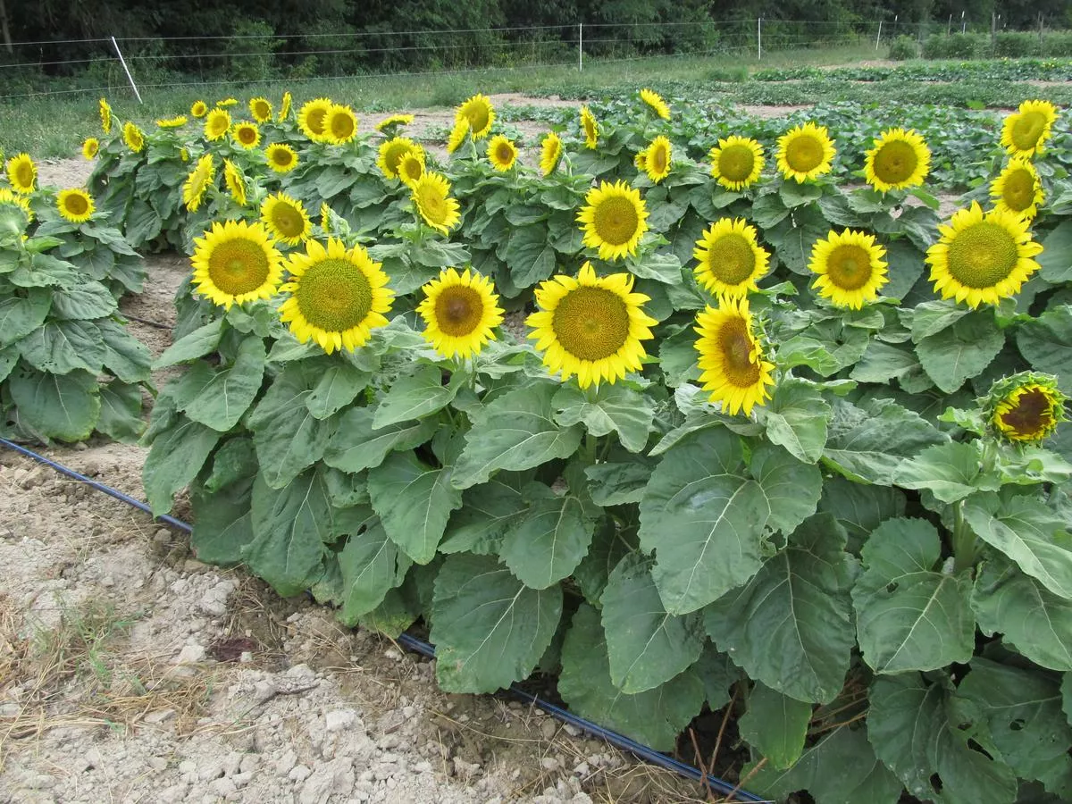 Short Stuff Dwarf Sunflower