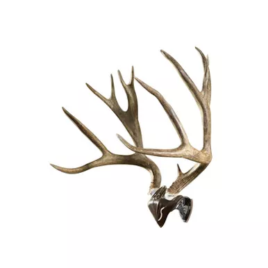 Skull Hooker Bone Bracket Skull Cap Combo