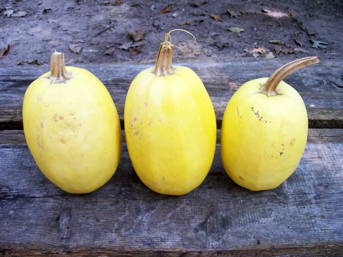 Spaghetti Squash (Vegetable Spaghetti) Winter Squash